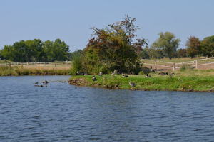 Dove-Elbe-Wildgänse.JPG